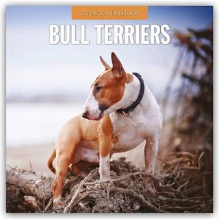 Bull Terriers 2026 Square Wall Calendar