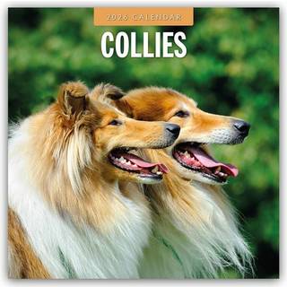 Collies 2026 Square Wall Calendar
