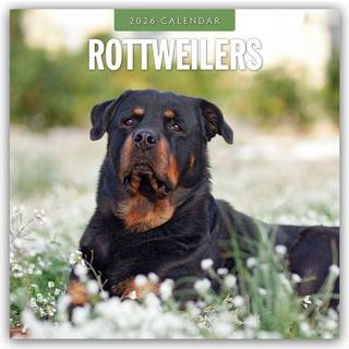 Rottweilers 2026 Square Wall Calendar