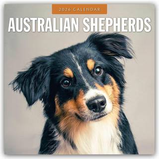 Australian Shepherds 2026 Square Wall Calendar