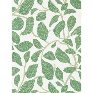 Sweet Bay Forest - NSCW113268