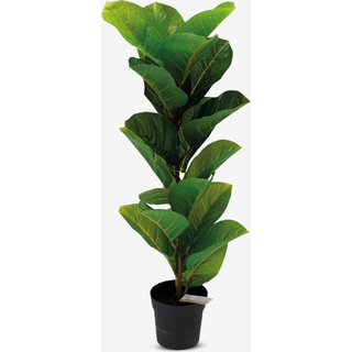 Violinfigen i potte H.66 cm