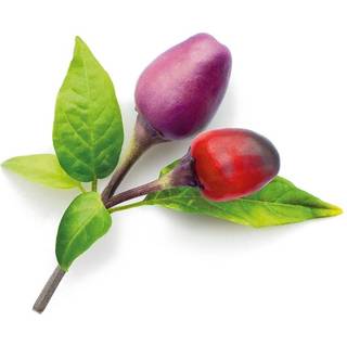 Click & Grow Smart Garden Refill 9-pak Lilla chili peber