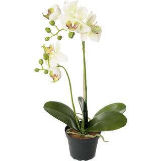 Orkide Hvid Lime Kunstig - 45 cm