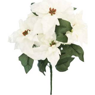 Julestjerne buket hvid