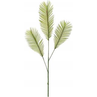 Cycas palmeblad grønne