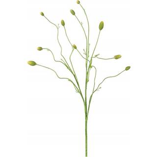 Pimpinelle snitblomst grøn