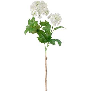 Olvon afskåret blomst i hvid