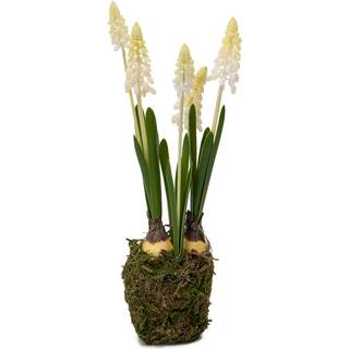 Perlehyacint – potteplante i hvid