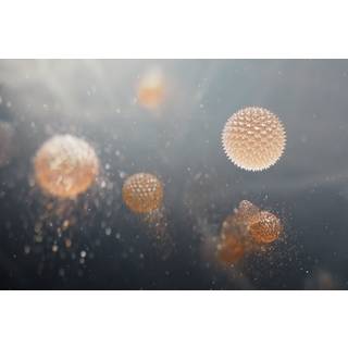 Electrolux EFFBTH4 Pollen Care Filter 9009238305