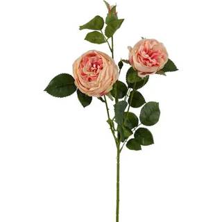 Rose snitblomst rosa