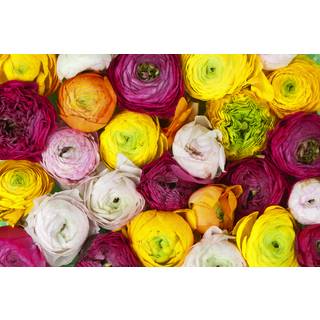 Ranunculus.