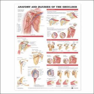 Skulderplakat Anatomi & skader, lamineret, 51 x 66 cm
