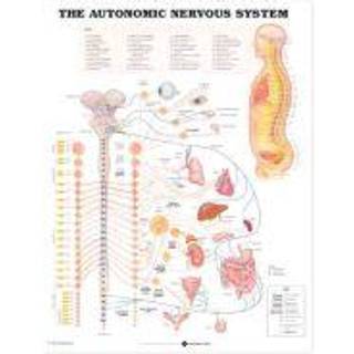 Autonome nervesystem lamineret plakat