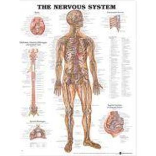 Nervesystemet anatomisk plakat, 51 x 67 cm
