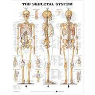Skeletplakat anatomisk plakat, 51 x 66 cm
