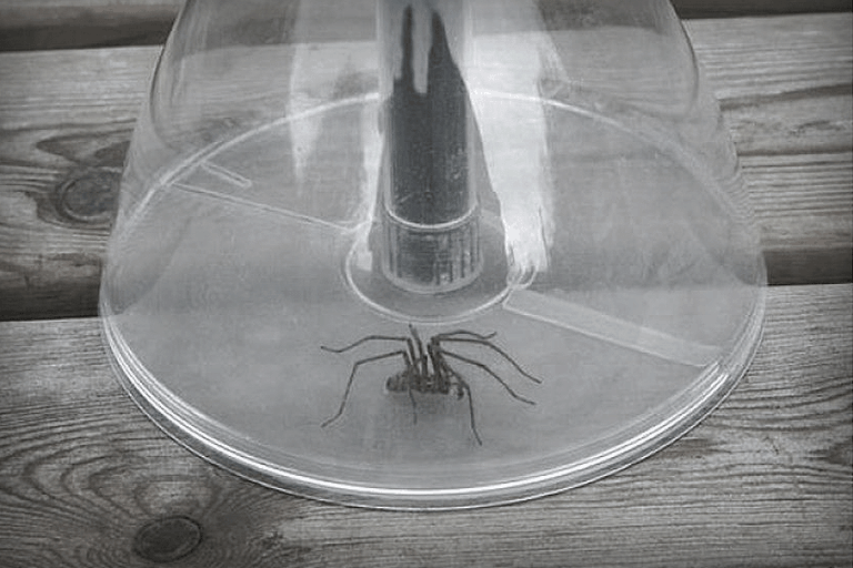 Spider Insect Catcher Short