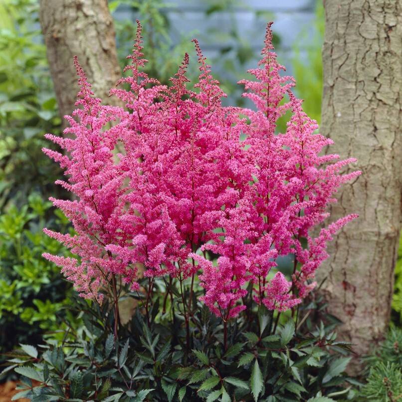 Astilbe Rosa 1st