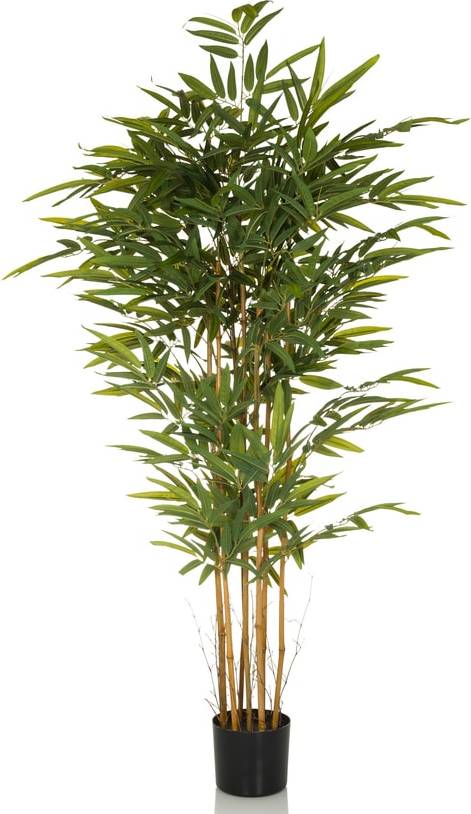 Konstväxt Bambu