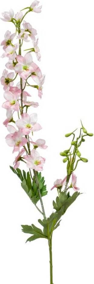 Delphinium Rosa 77 cm