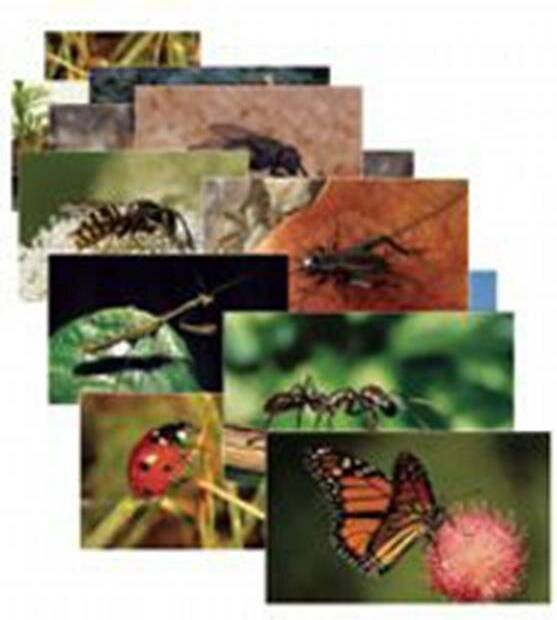 Snag-It Insects 14 Cards Poster
