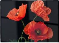 Warren Reed Poppies Multi One Size Chopping Board