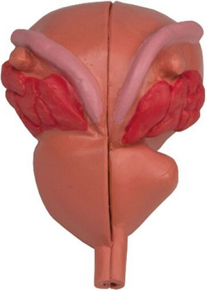 Prostatamodell 2-pack