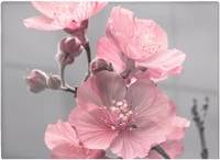 Warren Reed Delicate Pink Flowers One Size Chopping Board