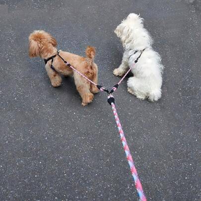 Shein Pet Double-Headed Dog Leash With Wave Pattern 1pc