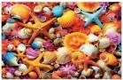1000 Shell Collage