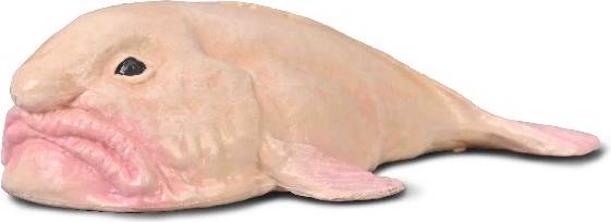 Collecta Blobfish