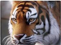 Warren Reed Tiger Face Brown One Size Chopping Board