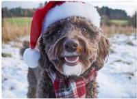 Warren Reed Christmas Labradoodle Glass Multi One Size Chopping Board
