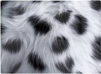 Warren Reed Snow Leopard Fur Print White One Size Chopping Board