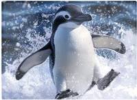Warren Reed Penguin Splashes Black One Size Chopping Board