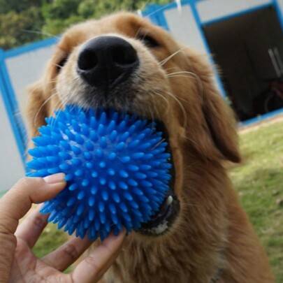 Shein Random Color Squeaking Dog Chew Ball