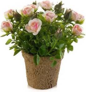 Mini Rosen Topf 13cm 7cm