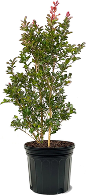 Red magic Ruffled Red Magic Crape Myrtle 2-3 ft