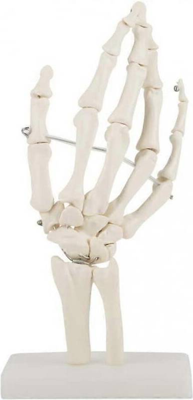 Medical Skeleton Model Life-Size Human Hand Joint