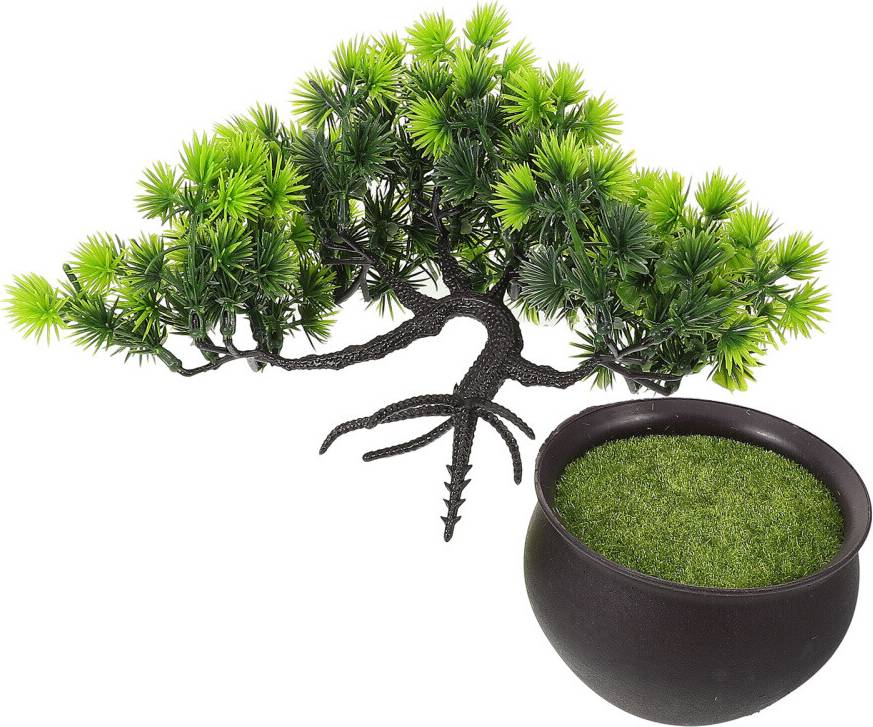 Mini Pine Tree Bonsai
