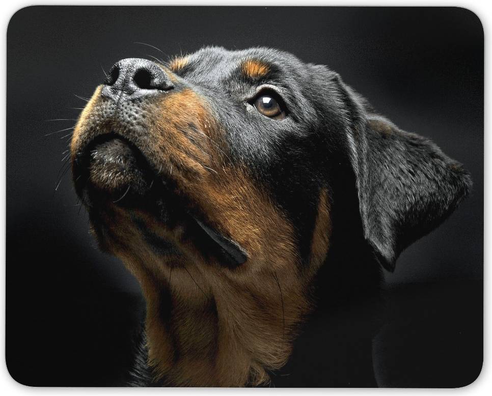 Destination Vinyl Beautiful Rottweiler Mouse Mat Pad 8616