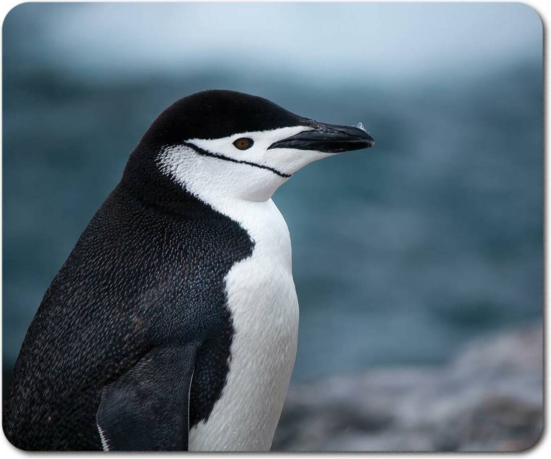 Rectangle Mouse Mat Chinstrap Penguin