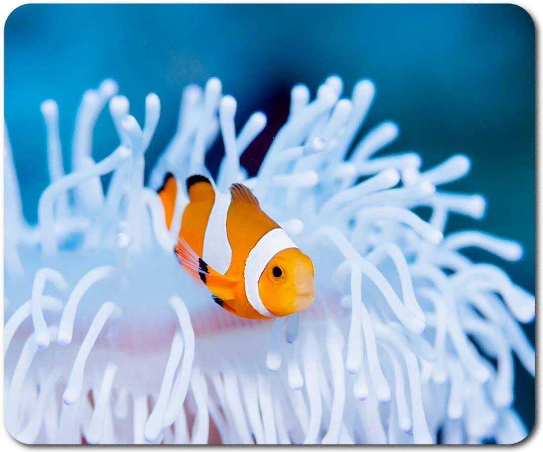 Destination Rectangle Mouse Mat Clownfish Bleached Sea