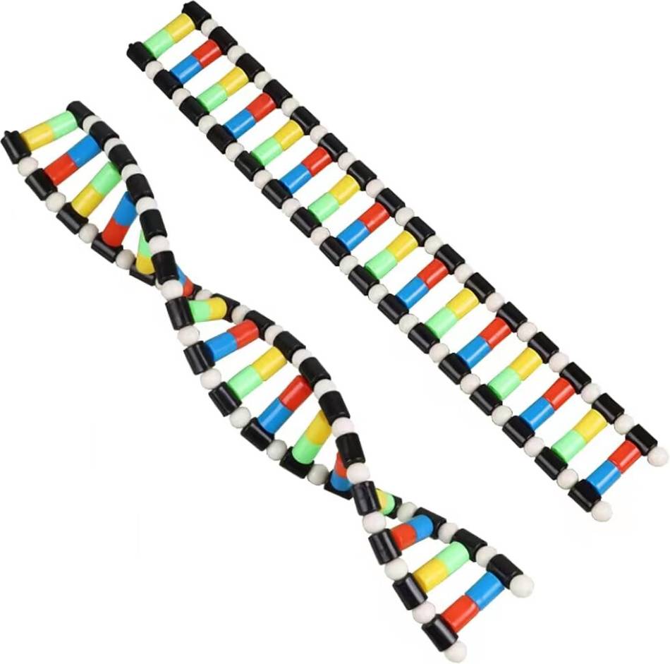 Dna kit DNA Model Double Helix Structure Kit