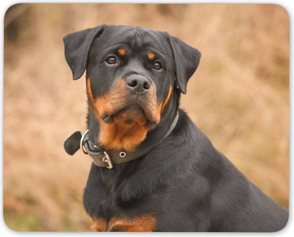 Destination Vinyl Rottweiler Portrait Large German Dog Mouse Mat