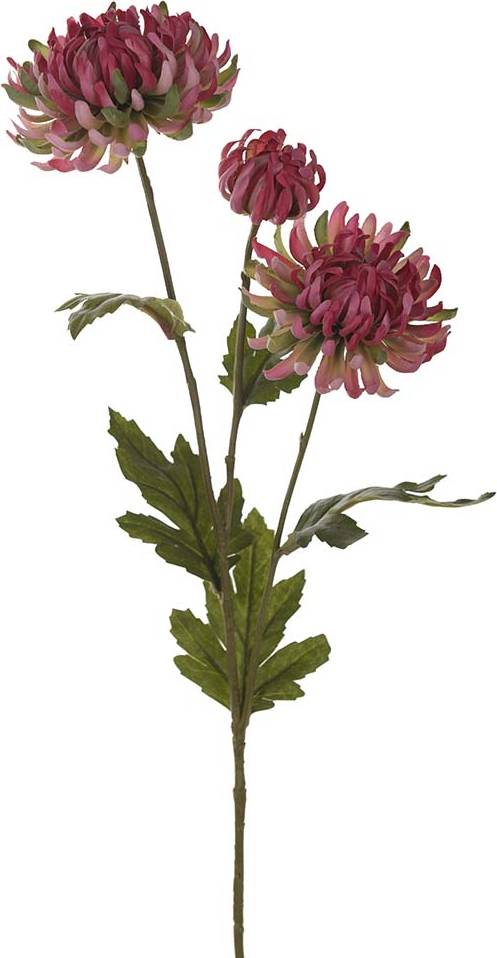 Chrysanthemum Rosa 60 cm
