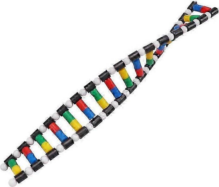 DNA Model Kit Double Helix