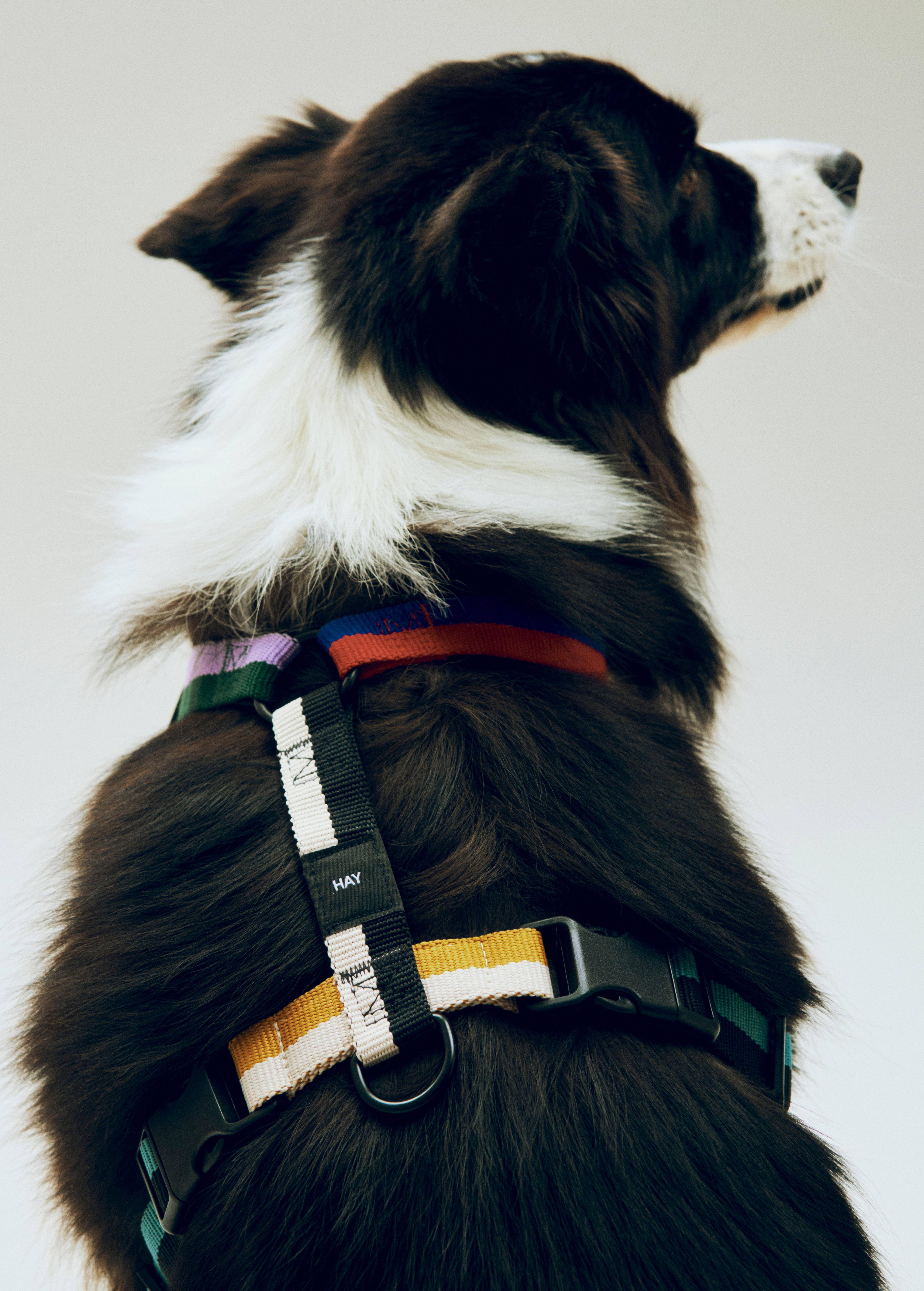 Hay Dogs Harnessmedium Multi Colou