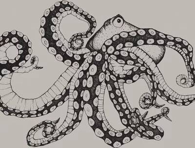 Coordonné Mural Octopus X-Ray Ink