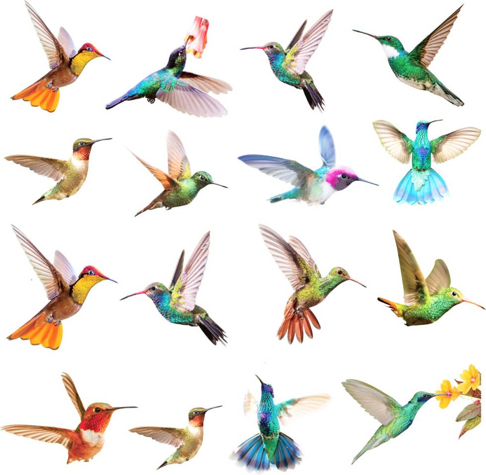 Colorful Hummingbird Stickers Set